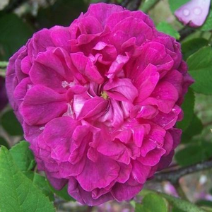 Vijolična - roza - Roza - Indigo - Na spletni nakup vrtnice